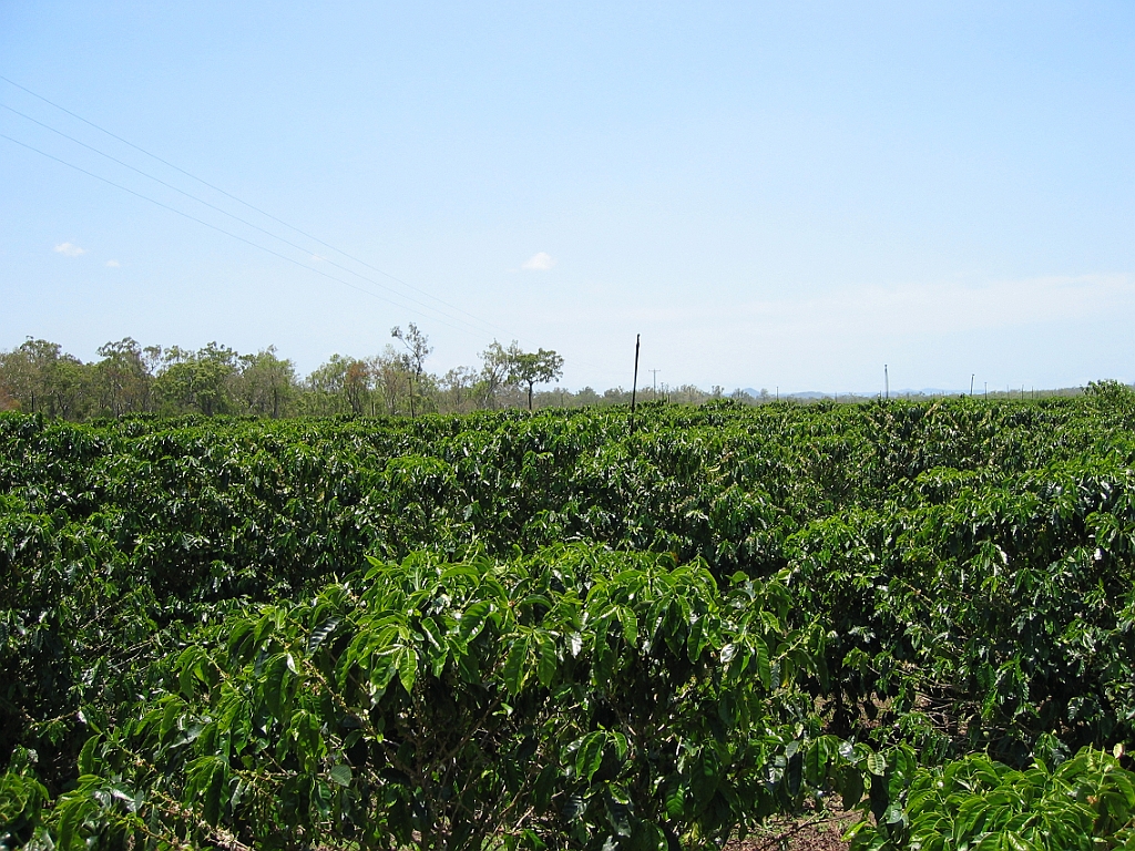 056 Jaques Coffee.jpg